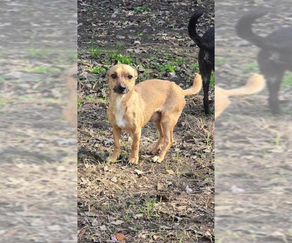 Medium Photo #1 Chihuahua Puppy For Sale in Oakhurst, NJ, USA