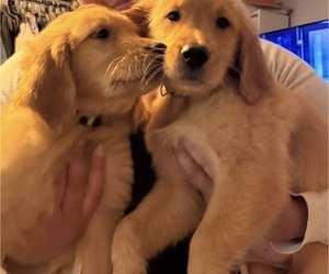 Golden Retriever Puppy for sale in SOMERSWORTH, NH, USA