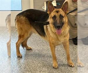 German Shepherd Dog Dogs for adoption in Palmetto, FL, USA