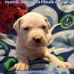 Small Photo #91 Dogo Argentino Puppy For Sale in JANE, MO, USA