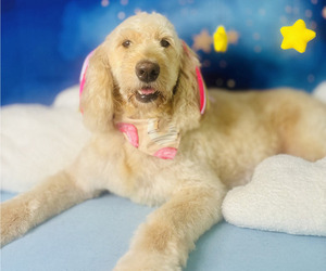 Mother of the Goldendoodle puppies born on 04/02/2026
