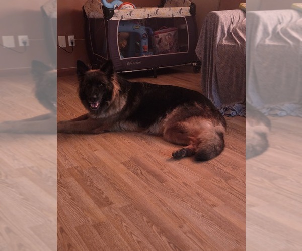 Medium Photo #1 German Shepherd Dog Puppy For Sale in WATERBURY, CT, USA