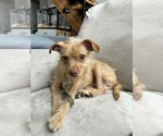 Small #4 Chihuahua Mix