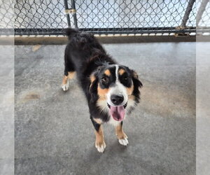 Australian Shepherd Dogs for adoption in Bolivar, MO, USA
