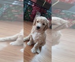 Small Photo #3 Goldendoodle Puppy For Sale in TURIN, NY, USA