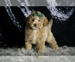 Small Photo #97 Maltipoo (Miniature) Puppy For Sale in WARSAW, IN, USA