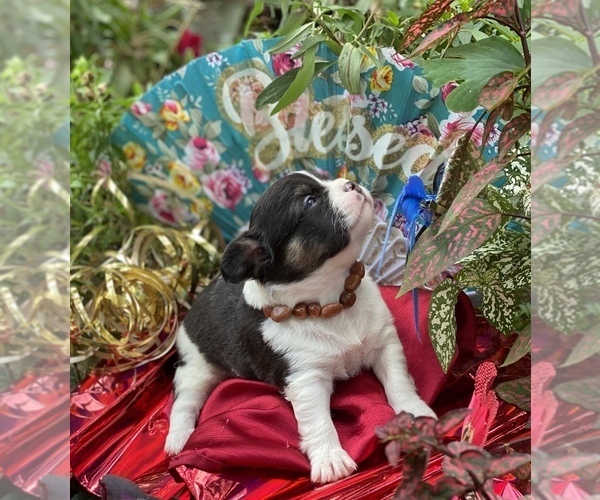 Medium Photo #18 Bullhuahua-Chihuahua Mix Puppy For Sale in RAWSONVILLE, MI, USA