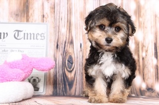 Yo-Chon Puppy for sale in BEL AIR, MD, USA