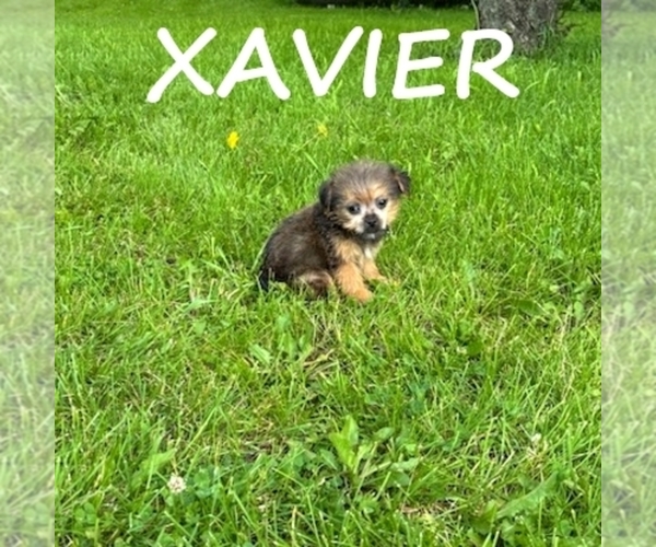 Medium Photo #2 Shorkie Tzu Puppy For Sale in HARTLAND, MN, USA