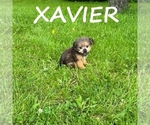 Small #1 Shorkie Tzu