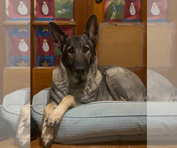 Medium Photo #1 German Shepherd Dog Puppy For Sale in GRANITE CITY, IL, USA