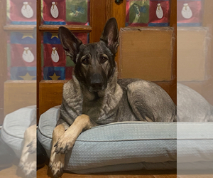 Mother of the German Shepherd Dog puppies born on 01/12/2026