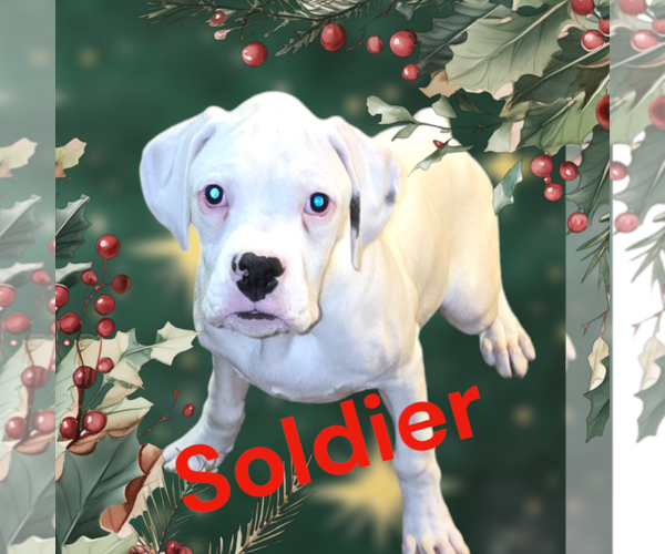 Medium Photo #2 Boxer Puppy For Sale in Seaford, DE, USA