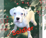 Small #1 Boxer