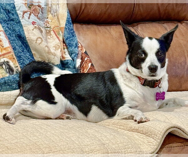 Medium Photo #16 Rat Terrier-Unknown Mix Puppy For Sale in Corona, CA, USA