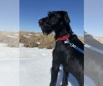 Small #16 GIANT SCHNAUZER -German Shorthaired Pointer Mix