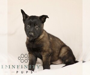 Belgian Malinois Puppy for sale in RONKS, PA, USA