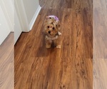 Small Photo #1 Yorkshire Terrier Puppy For Sale in HARKER HEIGHTS, TX, USA