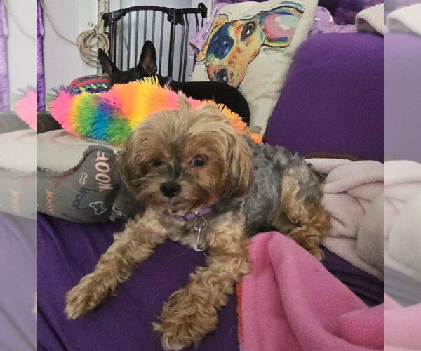 Medium Photo #8 Mutt Puppy For Sale in Plantation, FL, USA