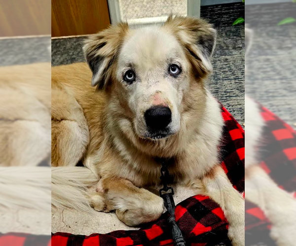 Medium Photo #7 Great Pyrenees-Unknown Mix Puppy For Sale in Brooklyn Center, MN, USA