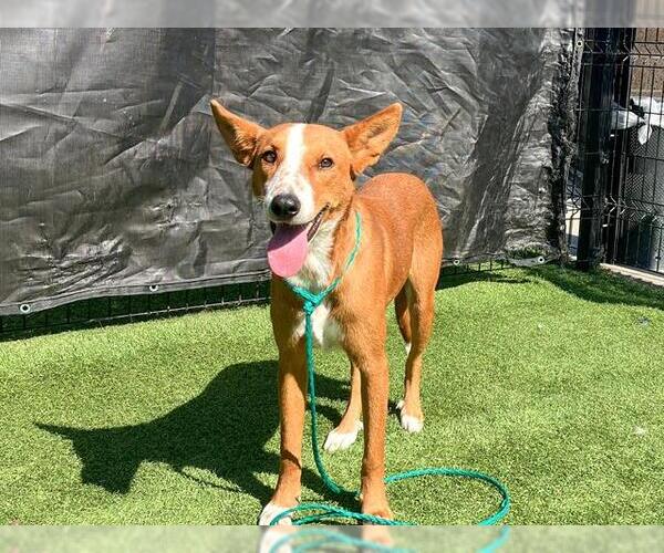 Medium Photo #2 Mutt Puppy For Sale in Orange, CA, USA