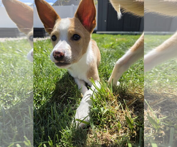 Medium Photo #2 Collie-Unknown Mix Puppy For Sale in Sandy, UT, USA