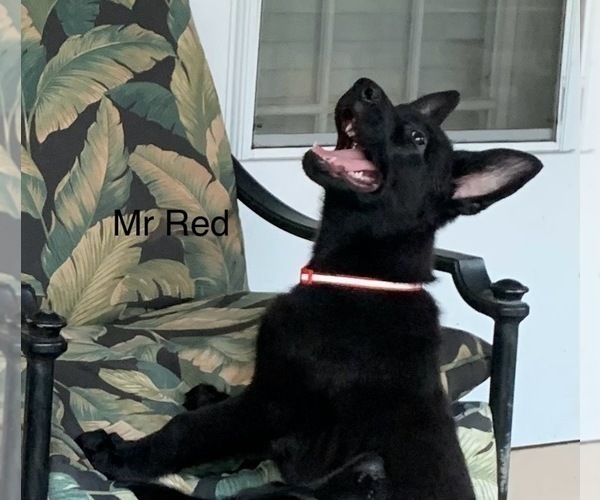 Medium Photo #6 German Shepherd Dog Puppy For Sale in BOKOSHE, OK, USA