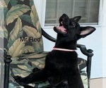 Small #5 German Shepherd Dog