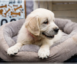 Small #1 Golden Retriever