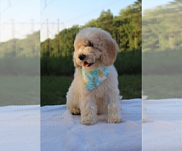 Medium Photo #31 Goldendoodle Puppy For Sale in TIMBERLAKE, NC, USA