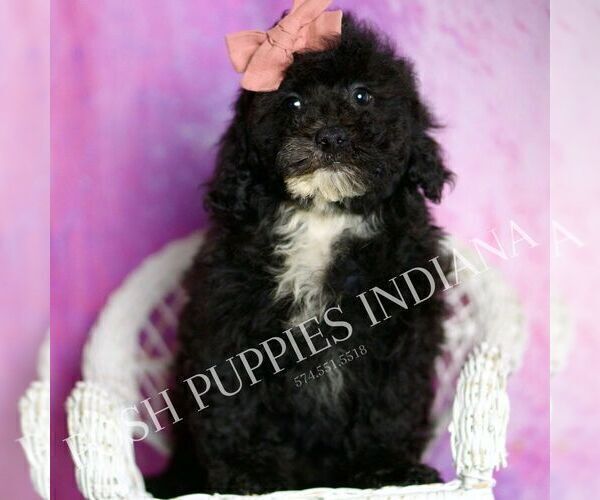 Medium Photo #72 Poodle (Toy) Puppy For Sale in WARSAW, IN, USA