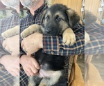 Small Photo #1 German Shepherd Dog Puppy For Sale in OTTAWA, IL, USA