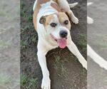 Small #1 American Bulldog