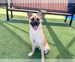 Small Pug-Shiba Inu Mix