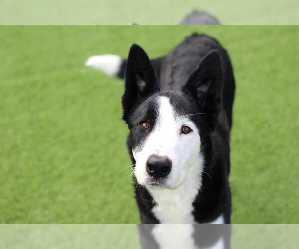 Medium Photo #1 Border Collie-Siberian Husky Mix Puppy For Sale in Grand Prairie, TX, USA