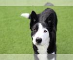 EDDIE - Male Border Collie-Siberian Husky Mix Dog for Adoption - Small photo
