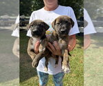 Small #2 Retriever  Mix