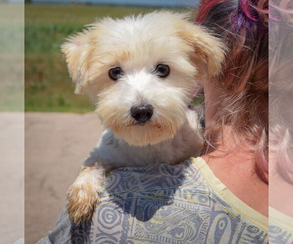 Medium Photo #3 Maltese Puppy For Sale in Huntley, IL, USA