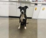 Small #1 Staffordshire Bull Terrier Mix