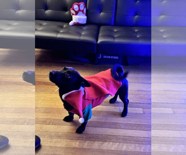 Medium Photo #3 Chiweenie Puppy For Sale in Sebec, ME, USA