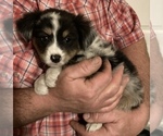 Small Photo #7 Miniature Australian Shepherd Puppy For Sale in FORT MORGAN, CO, USA