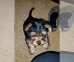 Small Photo #5 Morkie Puppy For Sale in CHICKASHA, OK, USA