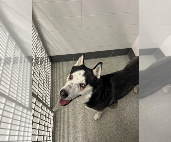 Medium Photo #1 Siberian Husky Puppy For Sale in Fort Collins, CO, USA