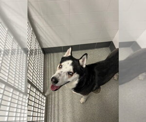 Siberian Husky Dogs for adoption in Fort Collins, CO, USA