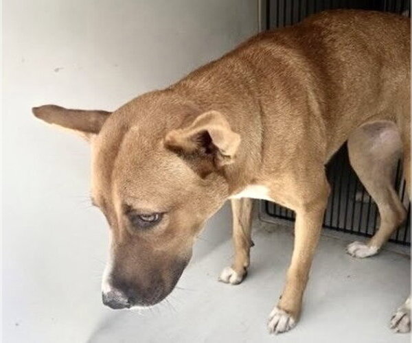 Medium Photo #1 Carolina Dog-Unknown Mix Puppy For Sale in Houston, TX, USA