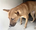 A662782 - Female Carolina Dog-Unknown Mix Dog for Adoption - Small photo