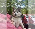 Small #2 Pomsky