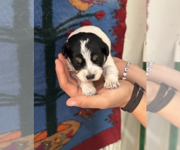 Medium Photo #6 Pembroke Welsh Corgi-Poodle (Miniature) Mix Puppy For Sale in LONGMONT, CO, USA