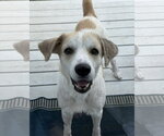 Small Photo #3 English Setter-Great Pyrenees Mix Puppy For Sale in Plainfield, IL, USA