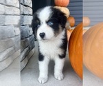 Small #3 Australian Shepherd